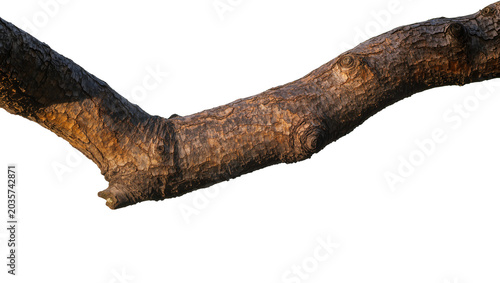 Fotografie Isolated beautiful old tree branch with a captivating rough bark texture and warm earthy colors