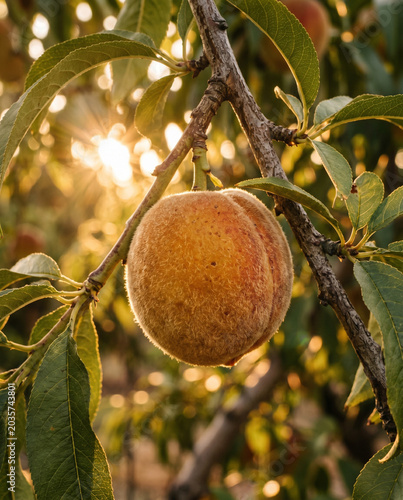 Ripe Peach Hanging on Tree Branch with Sunlit Leaves and Natural Orchard Background
