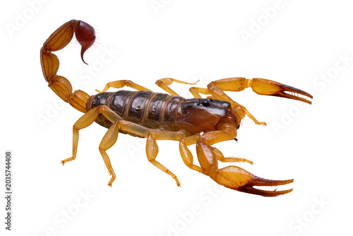 Bilde på lerret Isolated venomous scorpion, a dangerous desert arachnid with curled tail and pow