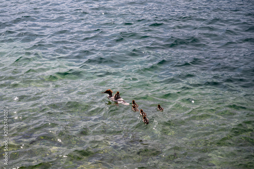 Duck family swimming in clear Lake Garda water.