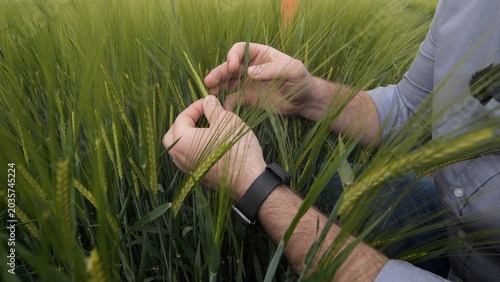 Cuadro en lienzo Agronomist inspecting green wheat crops, gently touching the young plants and ex