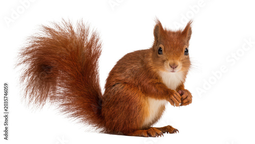 Photos Isolated fluffy red squirrel standing upright, looking directly at viewer with c