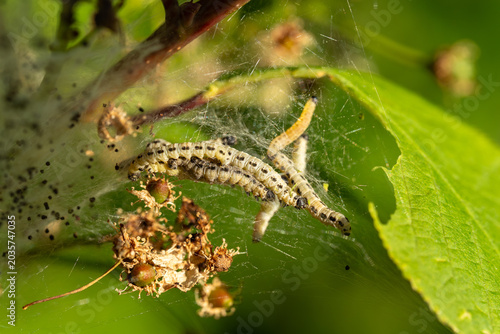 Bild auf Leinwand Group of ermine moth caterpillars climbing leaves with silk webbing on shrub