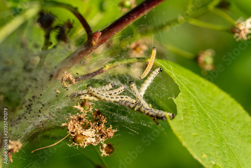 Tableau sur toile Colony of ermine moth caterpillars feeding on leaves in silken web