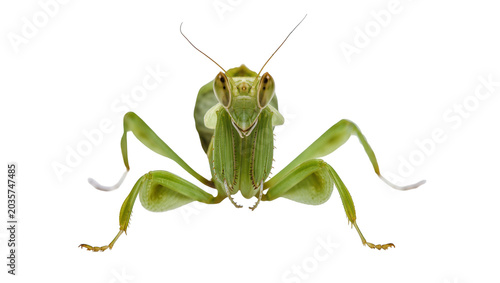 Schilderij op canvas Isolated studio portrait of a vivid green praying mantis insect with predatory l