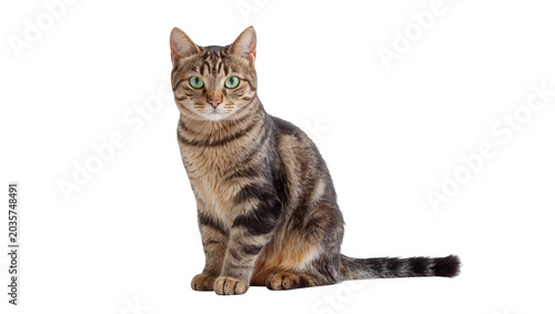 Fotografía Isolated domestic tabby cat with bright green eyes sitting calmly and looking at