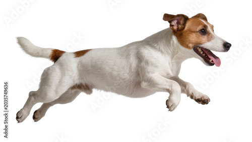 Cuadro en lienzo Isolated playful Jack Russell Terrier dog leaping and running with open mouth an