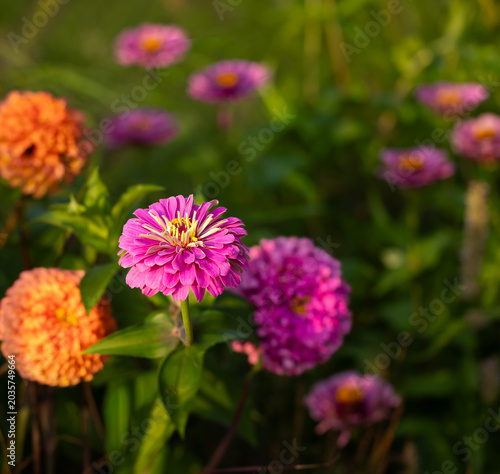 Pink and orange zinnias bloom in soft summer light with a blurred green garden background, creating a colorful cheerful floral scene.