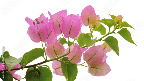 Foto Isolated beautiful vibrant pink bougainvillea flowers with fresh green leaves on