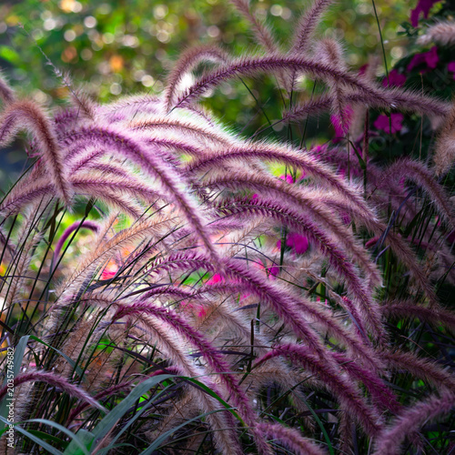 Billede på lærred Backlit purple fountain grass plumes glow in soft garden light with feathery texture, magenta tones, and dreamy green bokeh
