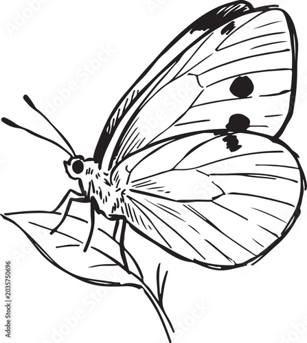 Tableau sur toile Brimstone Butterfly Hand Drawn Sketch Vector Illustration, Black and White Gonep