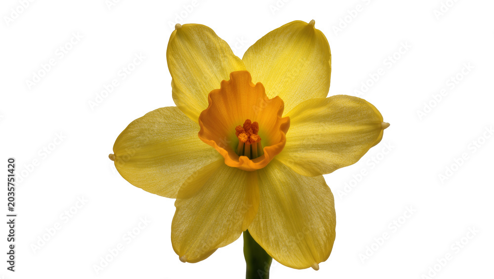 Obraz premium Isolated bright yellow daffodil flower with an orange center and green stalk, fresh spring bloom