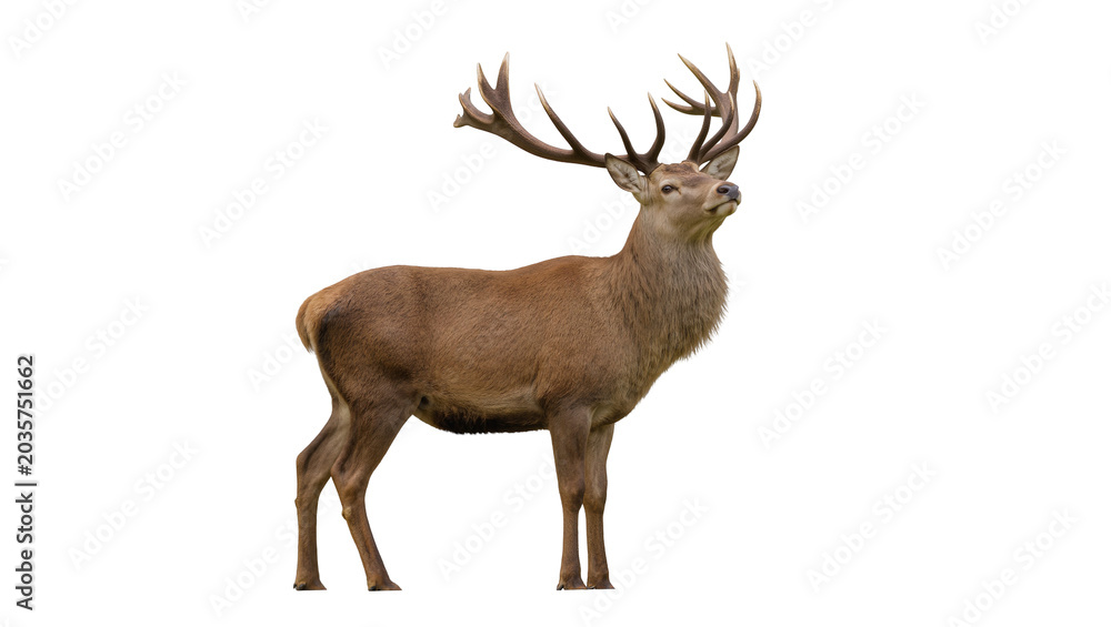 Fototapeta premium Isolated majestic red deer stag with large antlers standing, looking up, full body shot