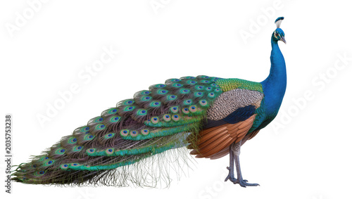 фотографія Isolated magnificent Indian peafowl showing off its brilliant blue and green plu