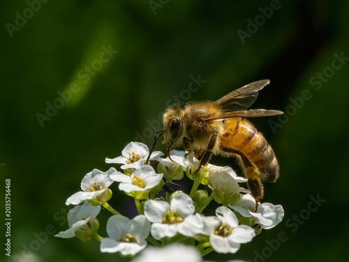 Tableau sur toile P6040313 western honey bee, Apis mellifera, on alyssum flowers, cECP 2024