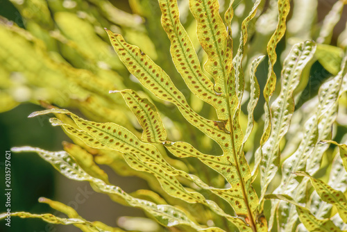 The fronds and the sori of the blue rabbit's foot fern