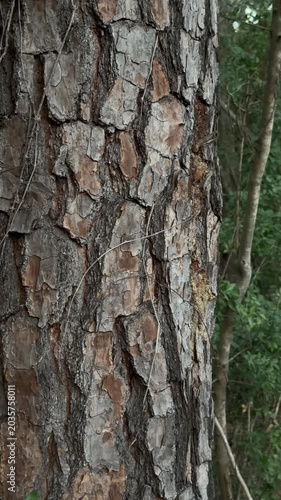 Panning shot of pine tree trunk revealing textured bark and cracks while slowly moving across woodland forest interior on overcast day