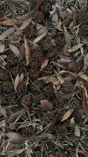 Slow panning shot of dry leaves and spiky seed pods covering forest floor in autumn under soft overcast light