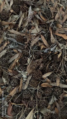 Static closeup pan of eucalyptus seed pods and fallen leaves resting on forest floor in overcast autumn calm