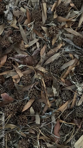 Panning shot of eucalyptus leaves and seed pods scattered across dry woodland floor close up