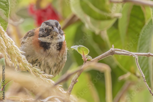 A rufous-collared sparrow feeding on grass seeds