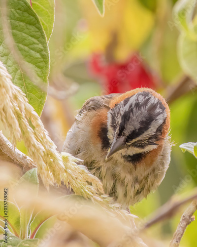 A rufous-collared sparrow feeding on grass seeds
