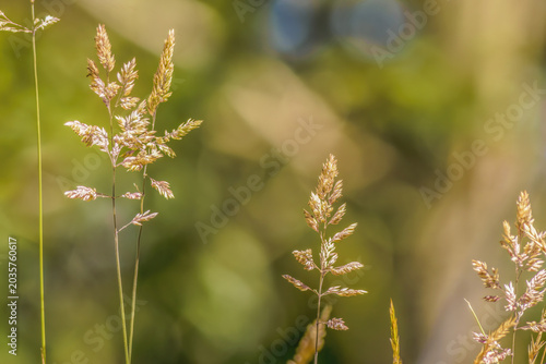 Flowers of grass illuminated by the morning sun