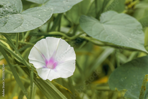 White morning glory flower viewed from the front