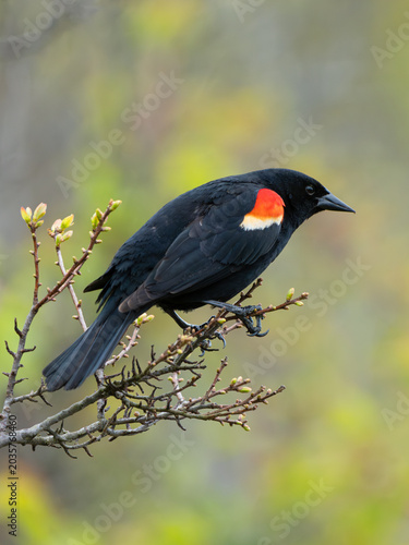 Plakat Red-winged blackbird during spring