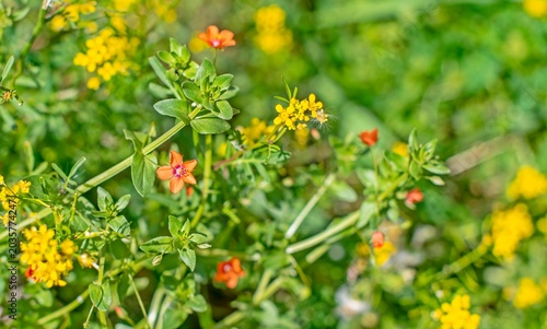 Anagallis arvensis is a wild plant that grows naturally in suitable habitats.
