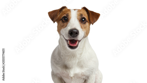 Isolated happy and adorable Jack Russell Terrier dog sitting, looking at camera with open mouth