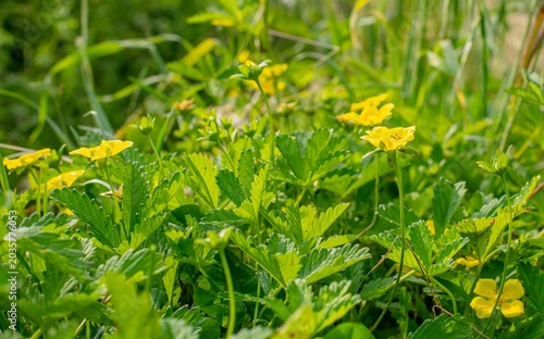 Potentilla reptans is a wild plant with yellow flowers that grows spontaneously in the Hevsel Gardens in Diyarbakır.