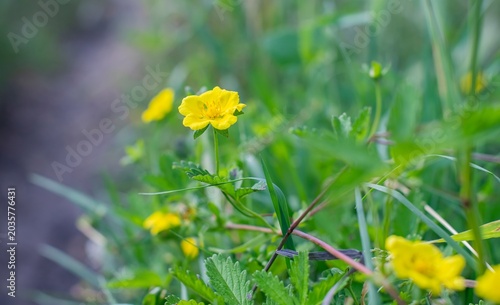 Potentilla reptans is a wild plant with yellow flowers that grows spontaneously in the Hevsel Gardens in Diyarbakır.