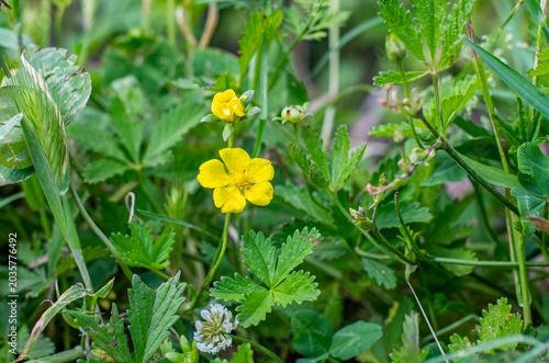 Potentilla reptans is a wild plant with yellow flowers that grows spontaneously in the Hevsel Gardens in Diyarbakır.