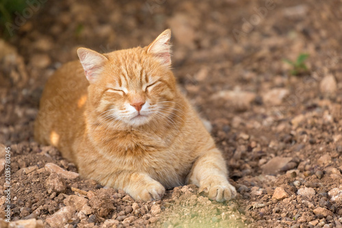 Tableau sur toile An orange tabby cat dozes off on the ground in Malta's tourist areas