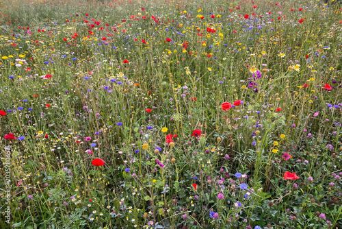 Colorful summer flower meadow with red poppy, cornflower and daisy blooming in an urban park in Milan, Italy