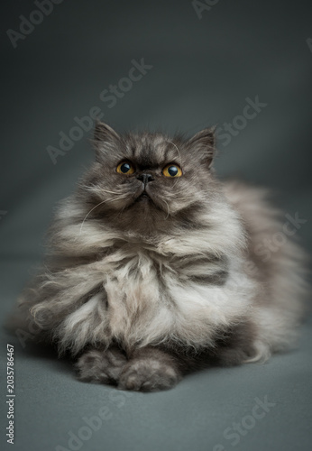 Bild auf Leinwand portrait of a purebred persian cat