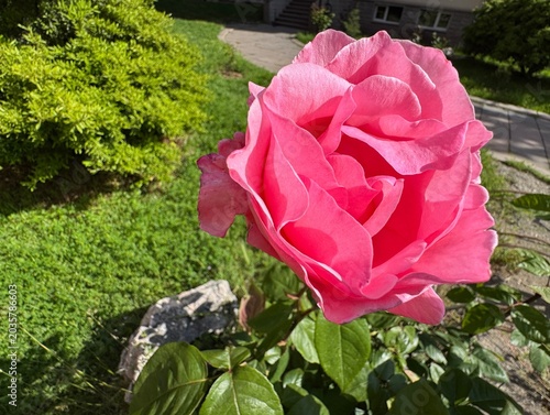 Fotografía Close-up of a blooming pink garden rose (Rosa × damascena, damascene rose), damask rose, Emirati rose, Isparta rose) in natural sunlight, featuring delicate layered petals and lush green leaves
