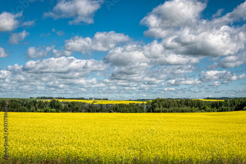 A bright yellow canola field stretches across the foreground, contrasting with the lush green trees at the horizon. Fluffy white clouds dot the expanse of the clear blue sky.