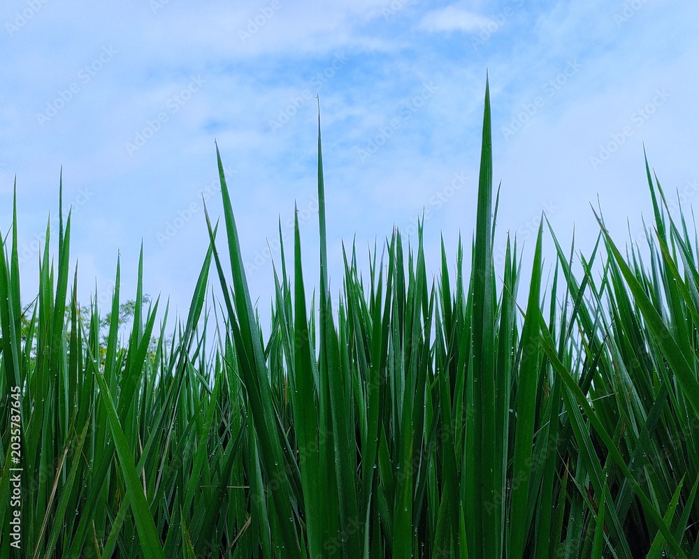 Obraz premium green grass and blue sky nature baground 