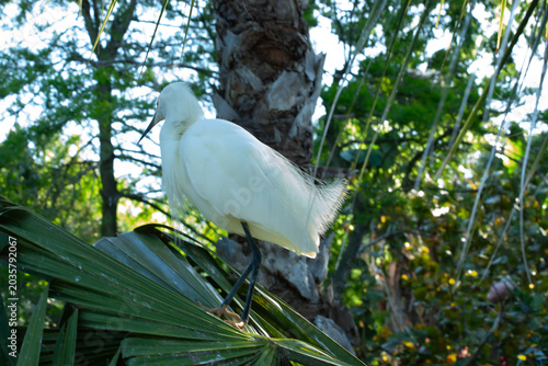 Snowy Egret in a tree
