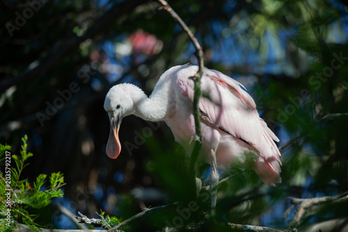 Roseate spoonbill in a tree