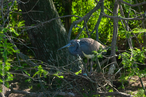 Try colored Heron in a tree