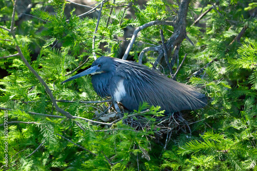 Try colored Heron in a tree