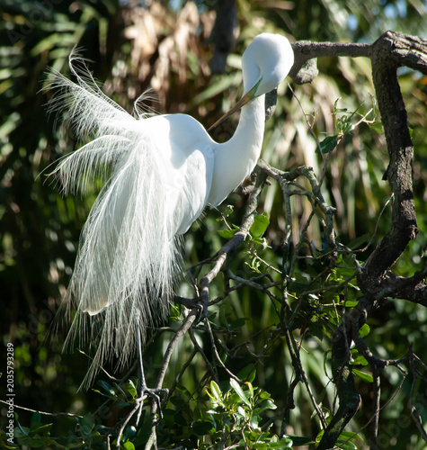 Snowy Egret in a tree