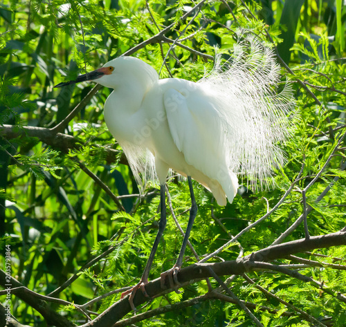 Snowy Egret in a tree