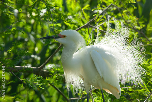 Snowy Egret in a tree