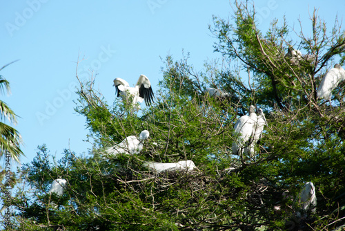 Photos Great Heron in a tree