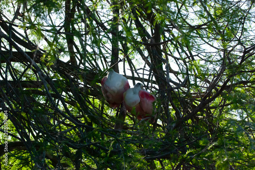 Roseate spoonbill in a tree