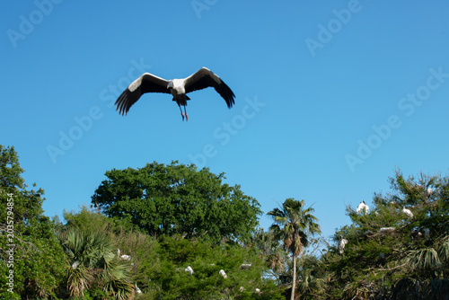 Wood stork in a tree